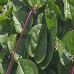 SBJEI-FRESH RED STEM MALABAR SPINACH